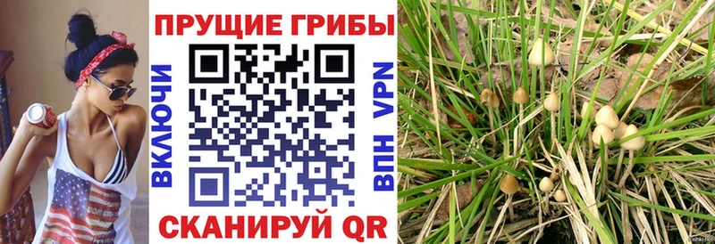 Галлюциногенные грибы прущие грибы  купить наркотик  Гулькевичи 